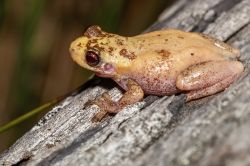 148-Colleeneremia balatus